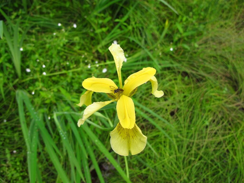 Iris wilsonii photo 4