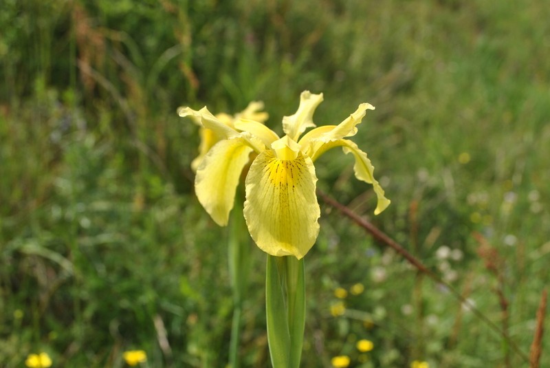 Iris wilsonii photo 5