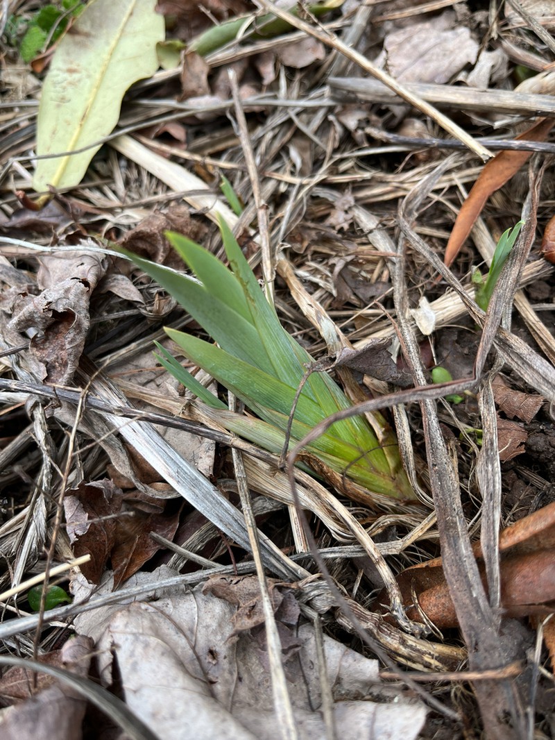 Iris wilsonii photo 6
