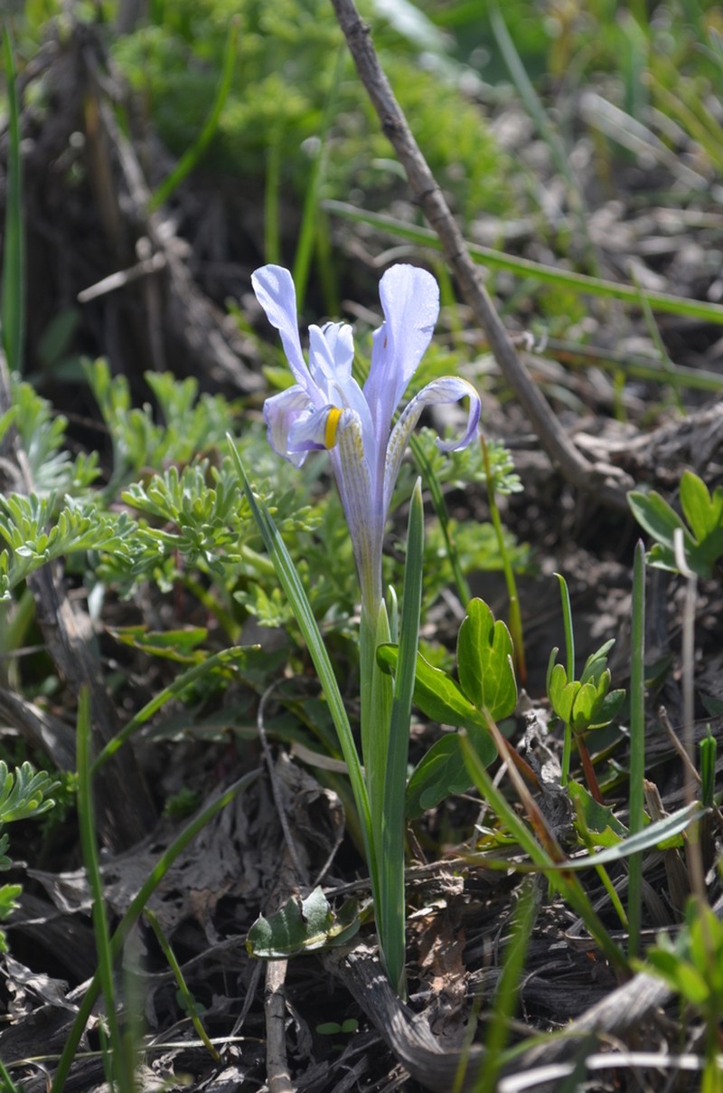 Iris winkleri photo 2