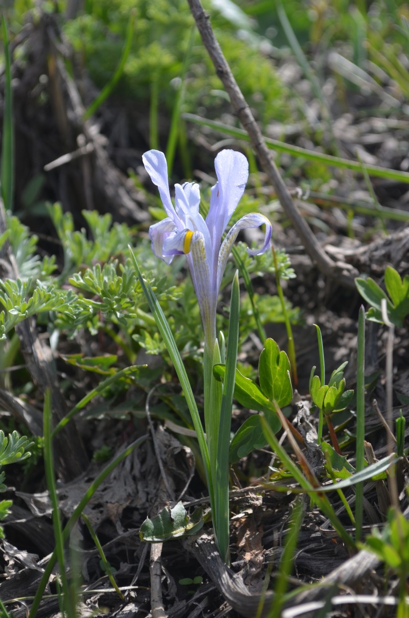 Iris winkleri photo 3