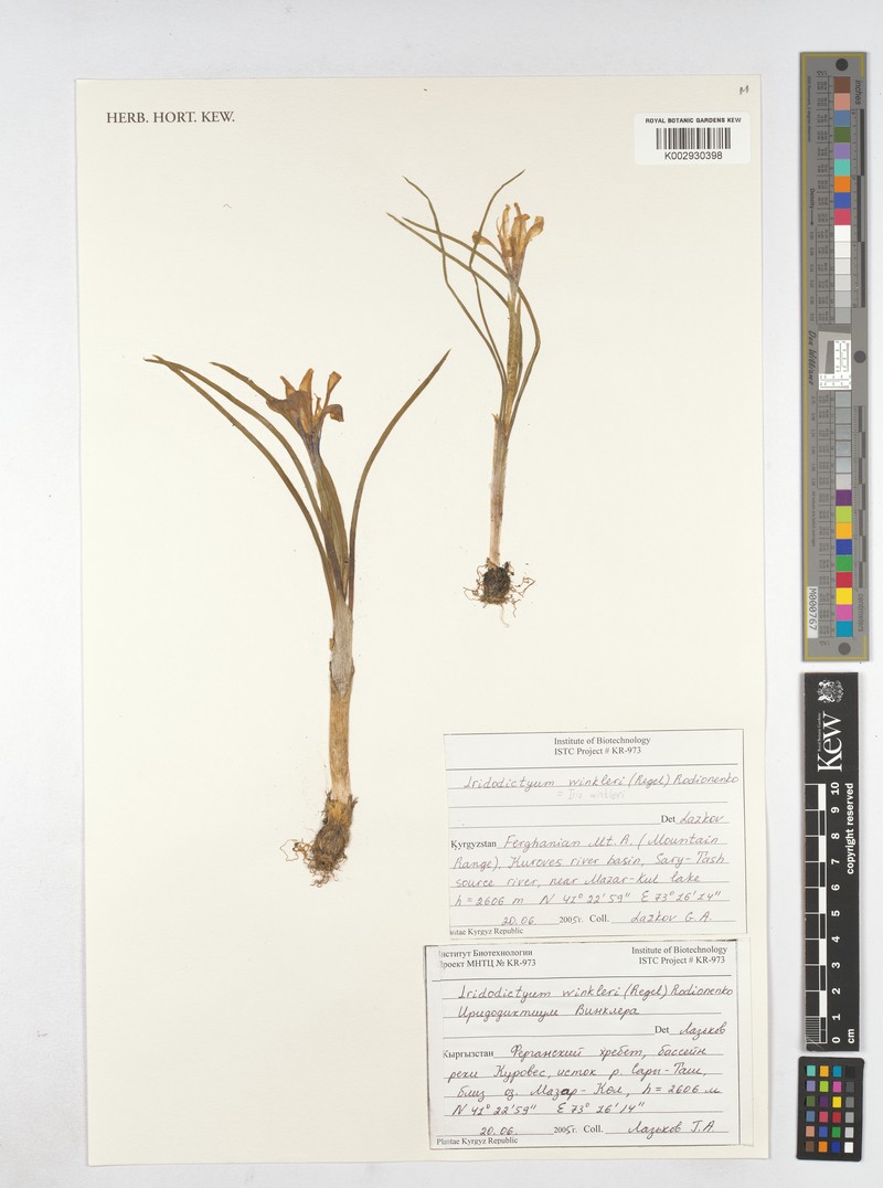 Iris winkleri photo 4