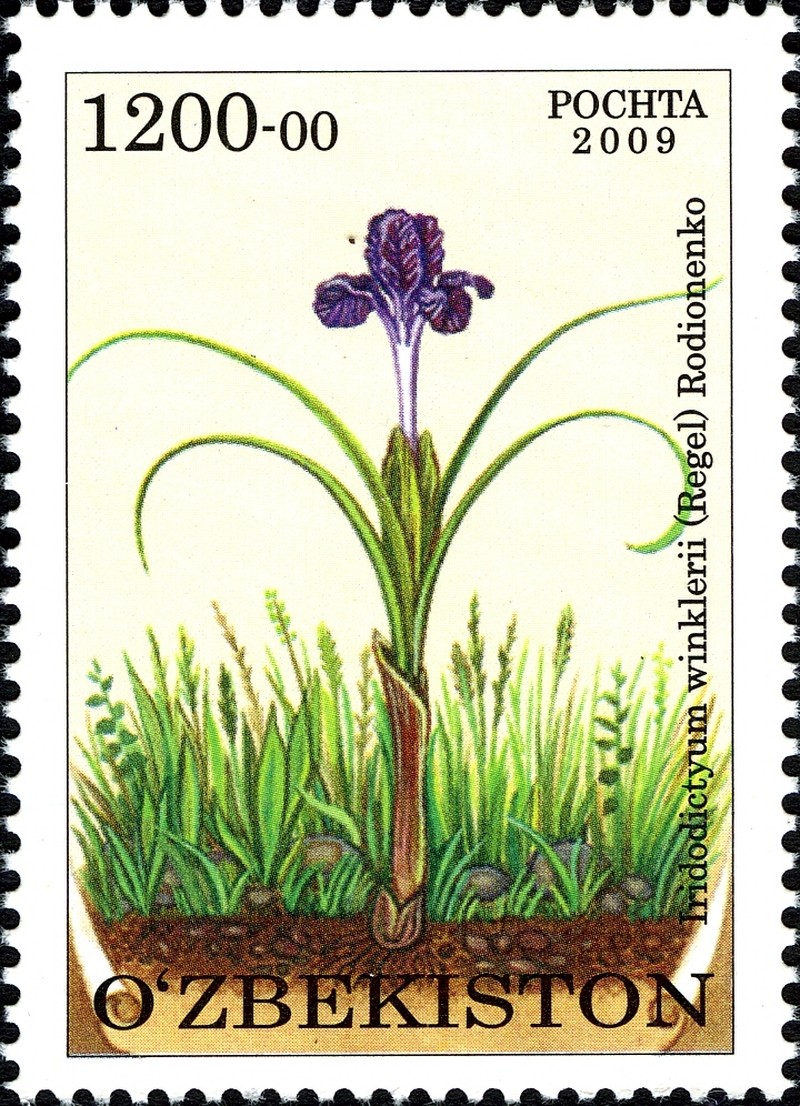 Iris winkleri