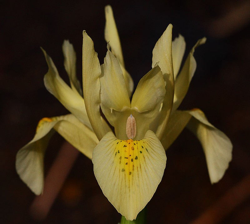 Iris winogradowii