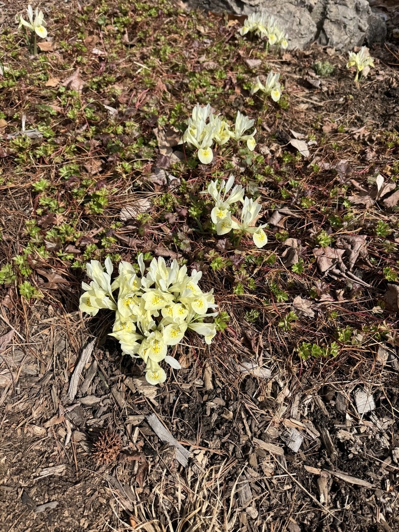 Iris winogradowii photo 2