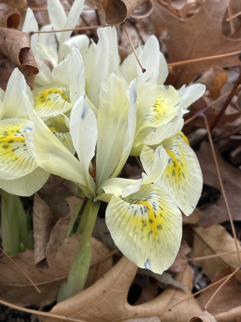 Iris winogradowii photo 3