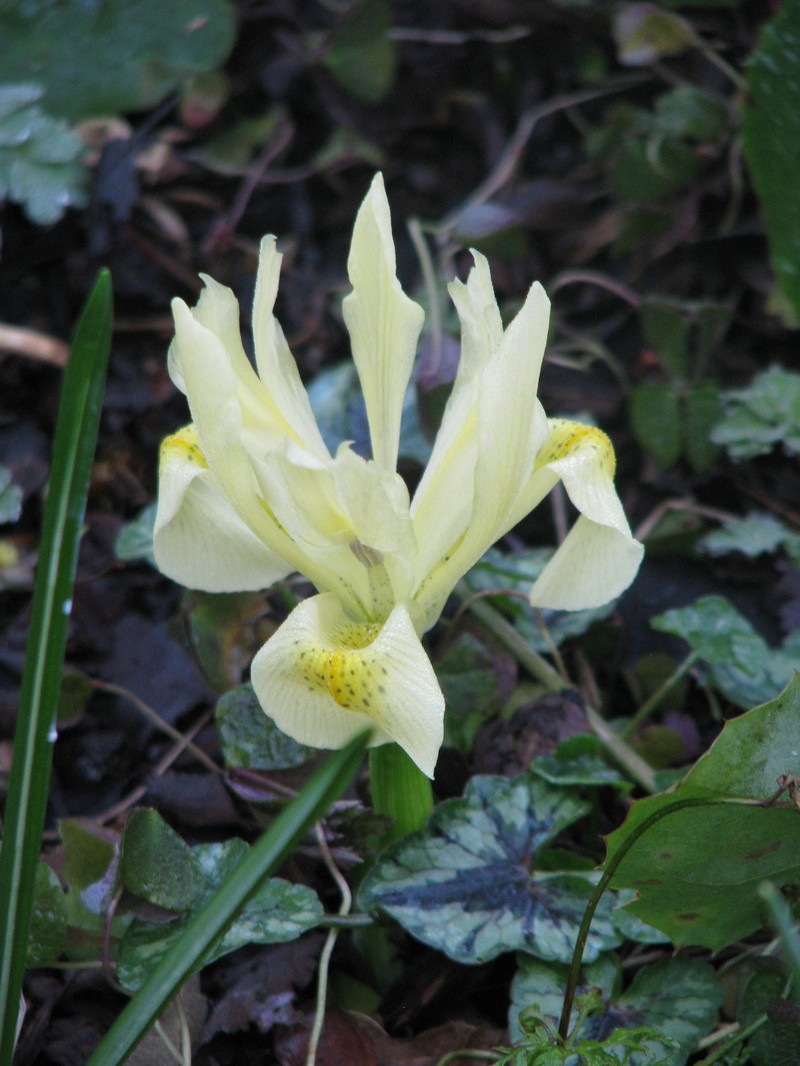 Iris winogradowii photo 5