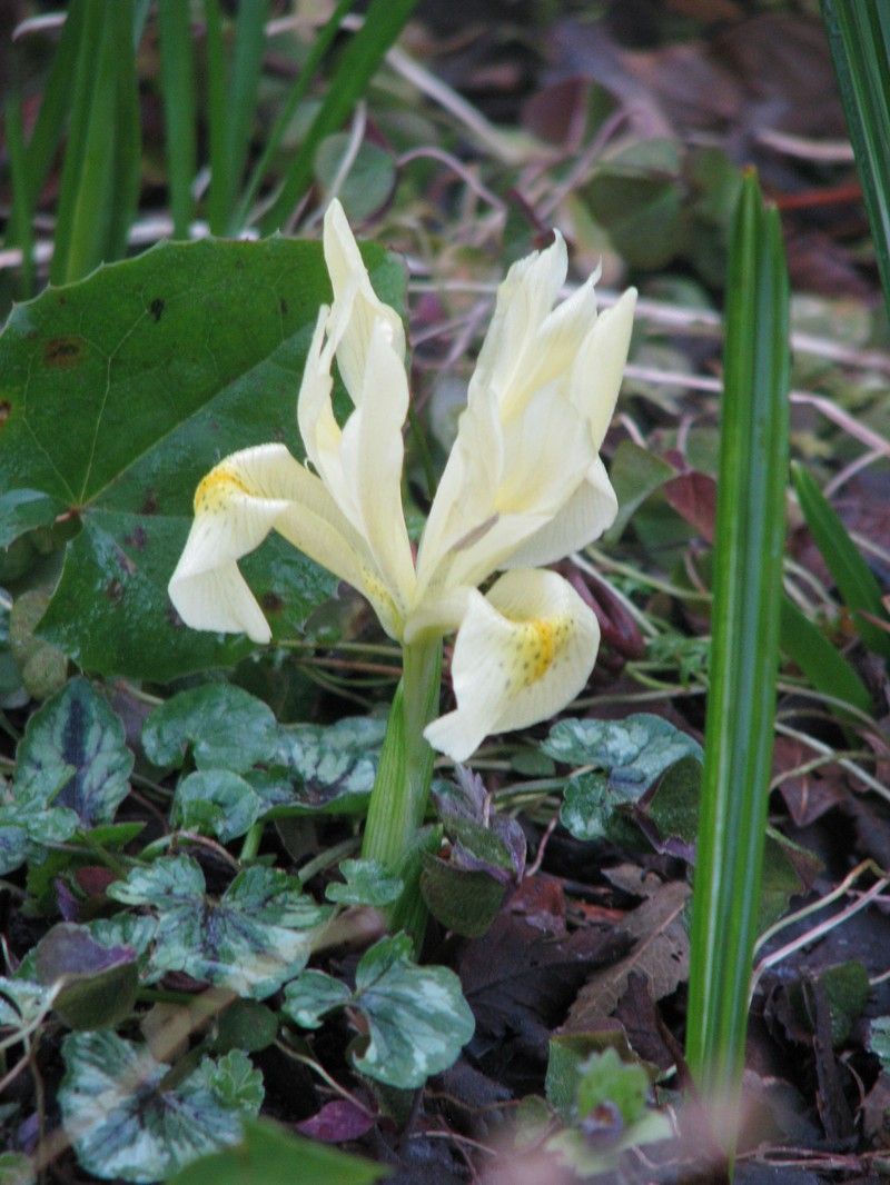 Iris winogradowii photo 6