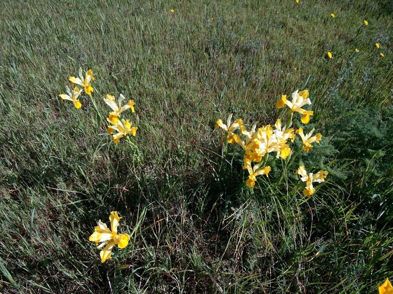 Spanish Iris photo 3
