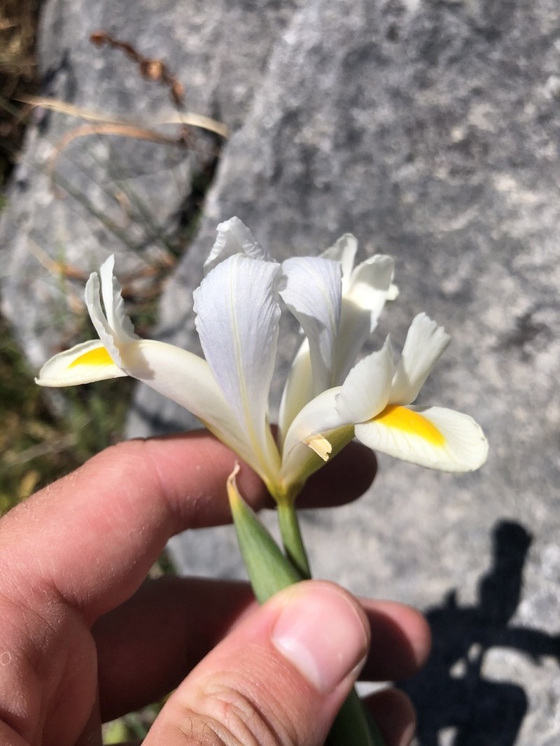 Spanish Iris photo 4