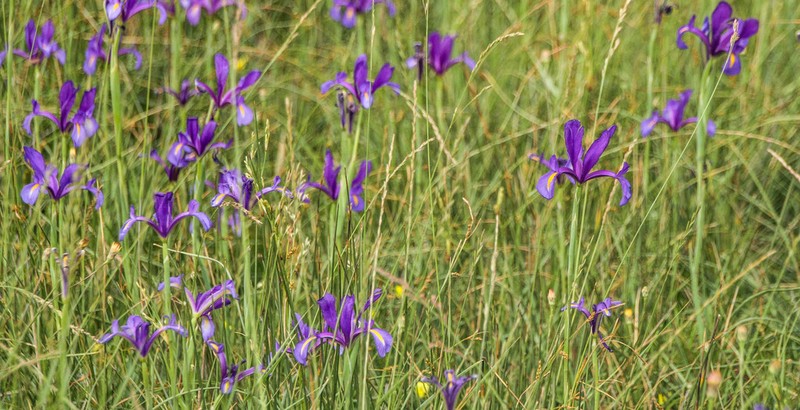 Spanish Iris photo 5