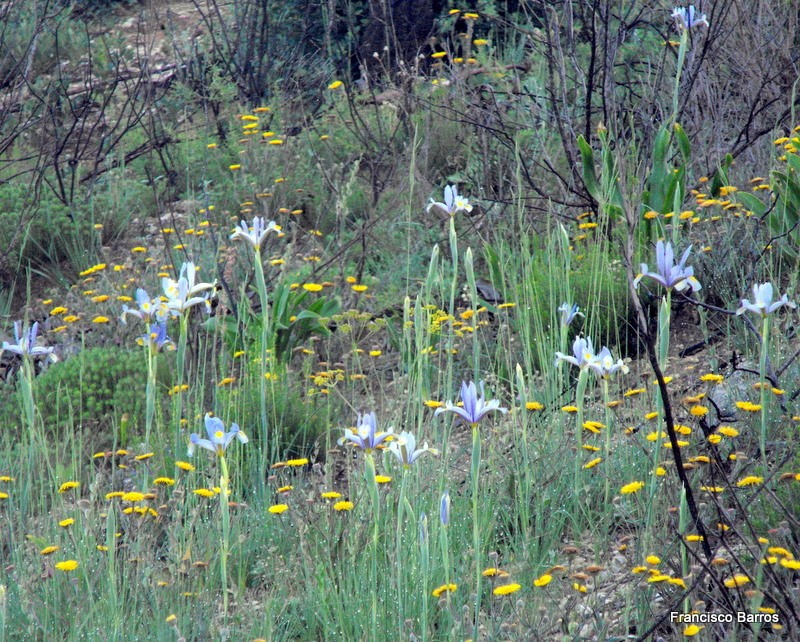 Spanish Iris photo 6