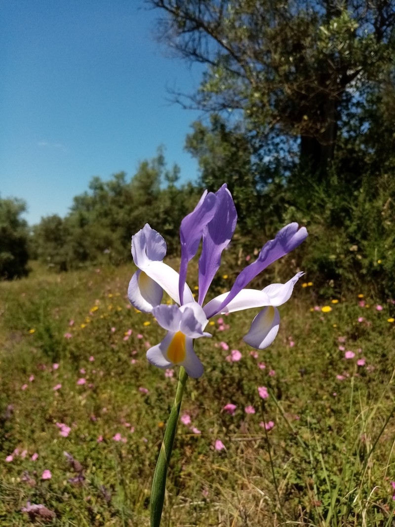 Spanish Iris photo 7