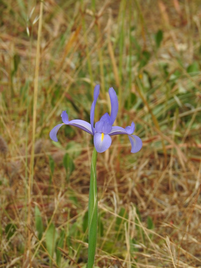 Spanish Iris photo 8