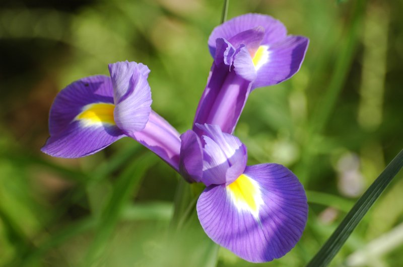 Spanish Iris photo 6