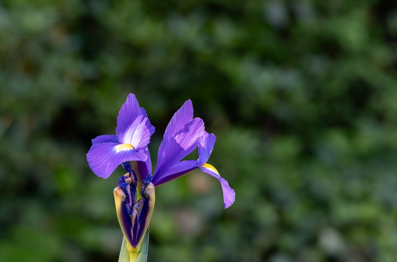 Spanish Iris photo 7