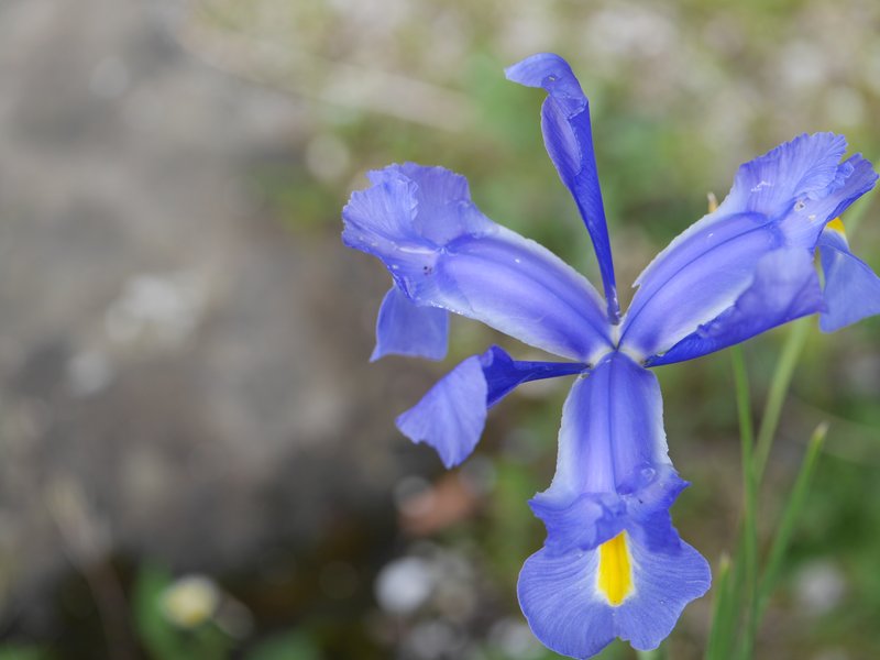 Spanish Iris photo 8