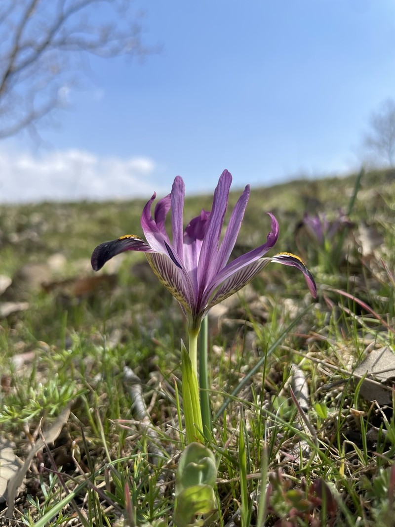 Iris zagrica photo 2
