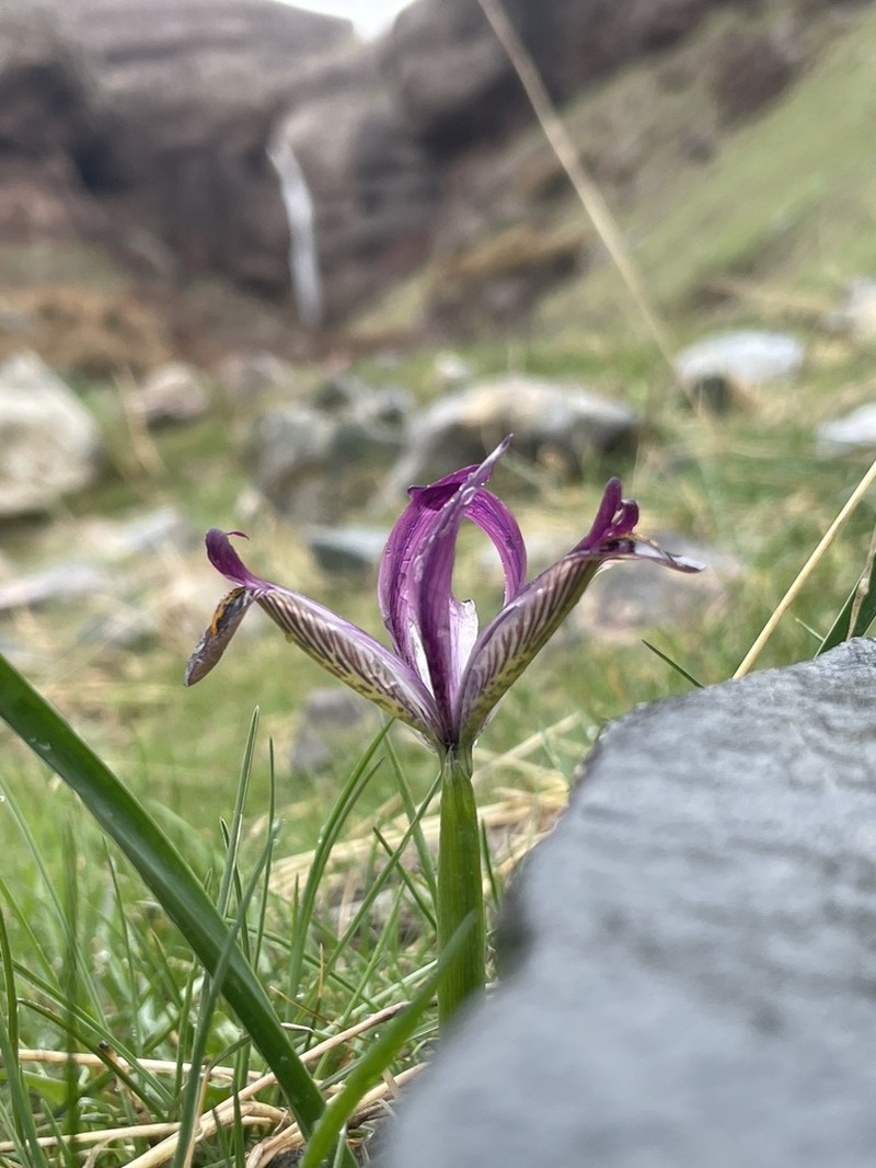 Iris zagrica photo 3