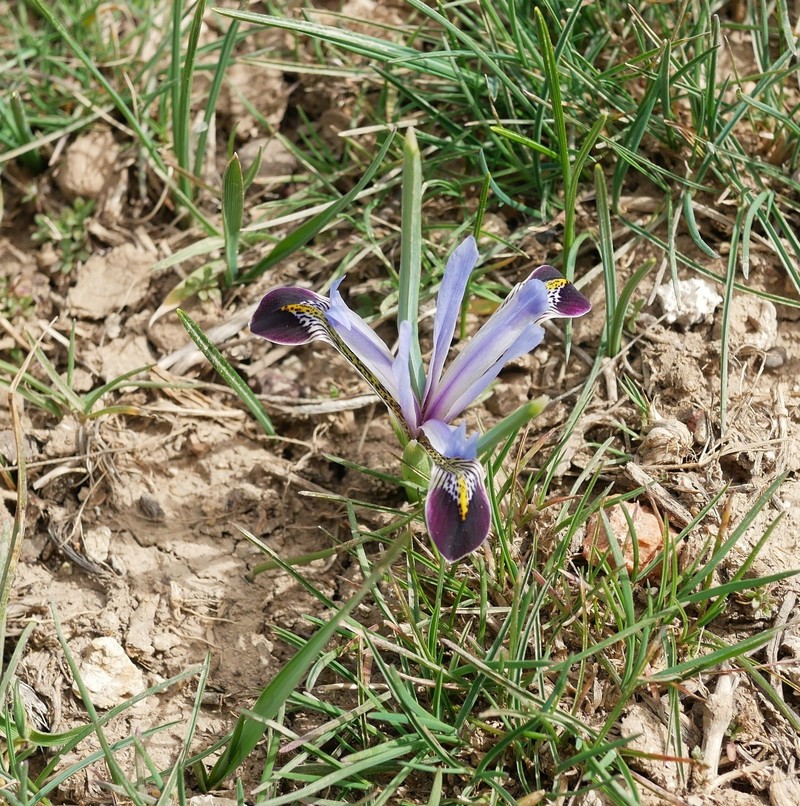 Iris zagrica photo 6