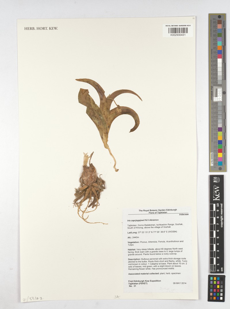 Iris zaprjagajevii