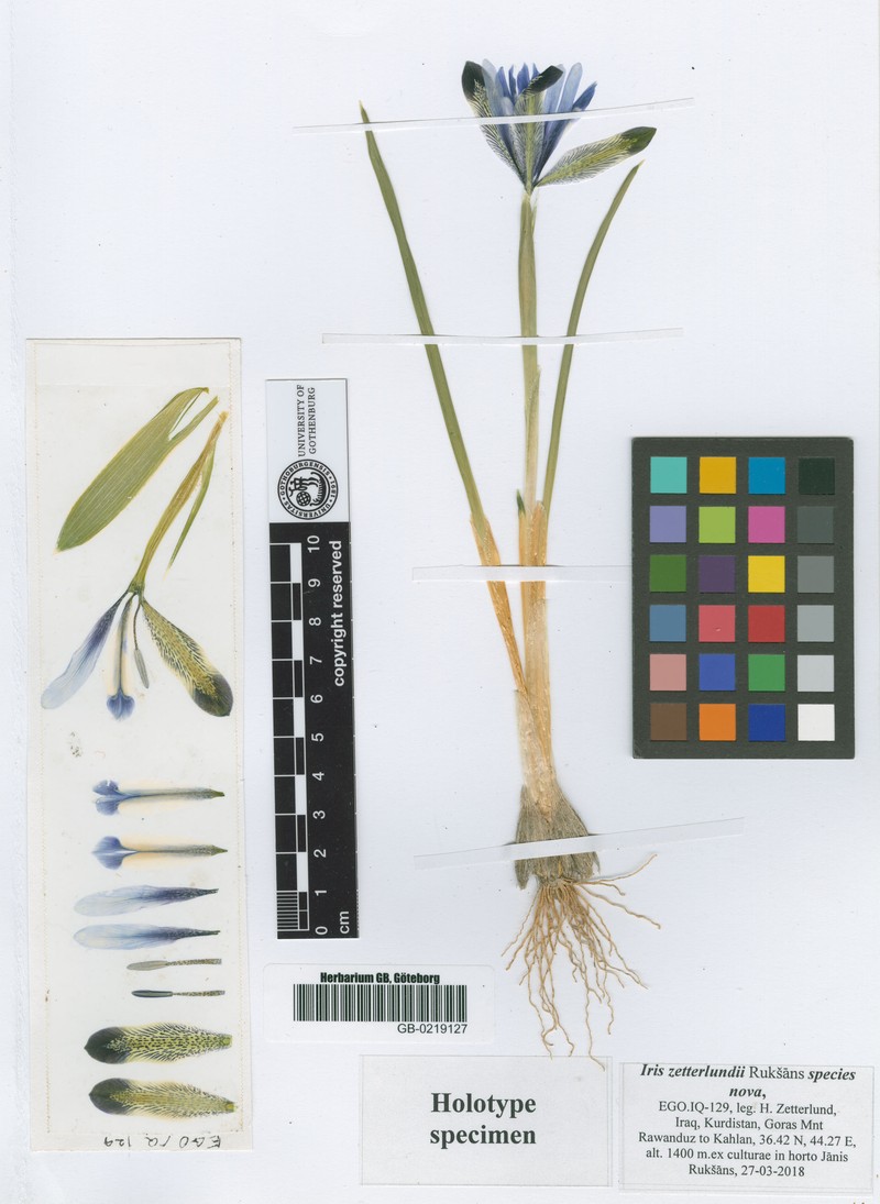 Iris zetterlundii