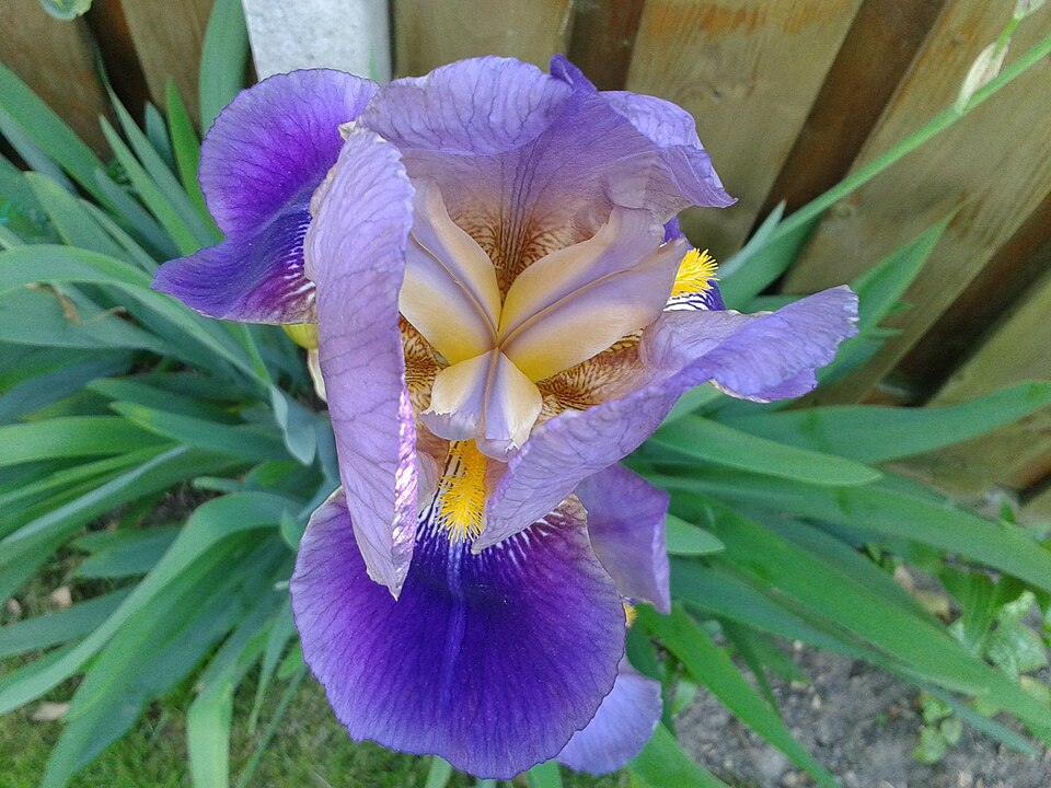 German Iris