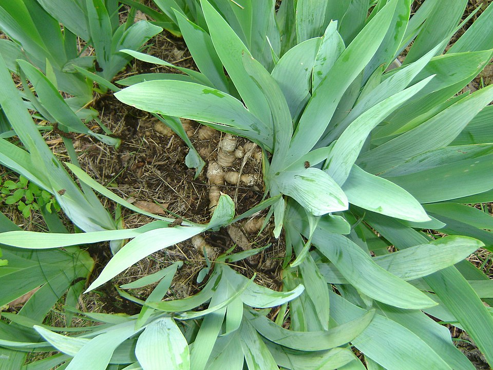 German Iris photo 6