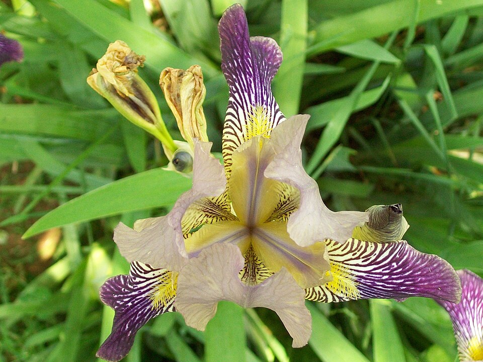 German Iris photo 7