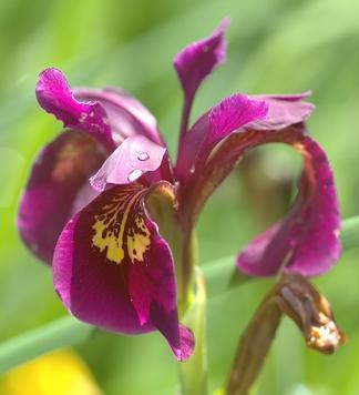 Iris photo 6