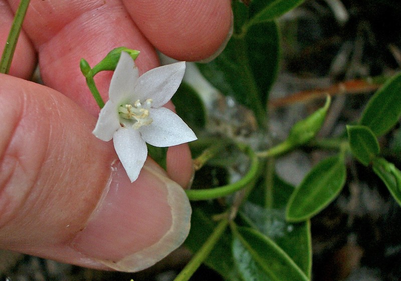 Irlbachia nemorosa