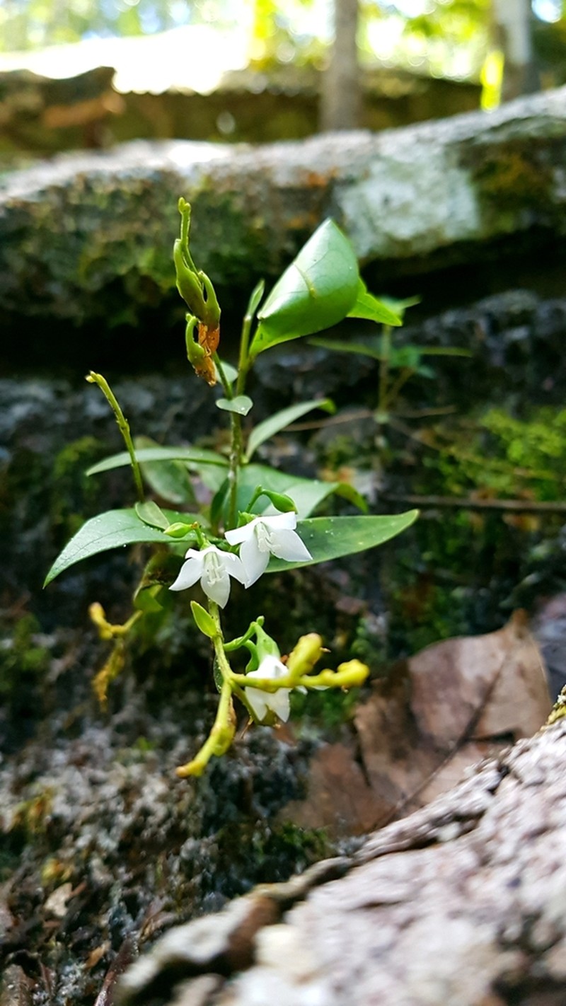 Irlbachia nemorosa photo 2