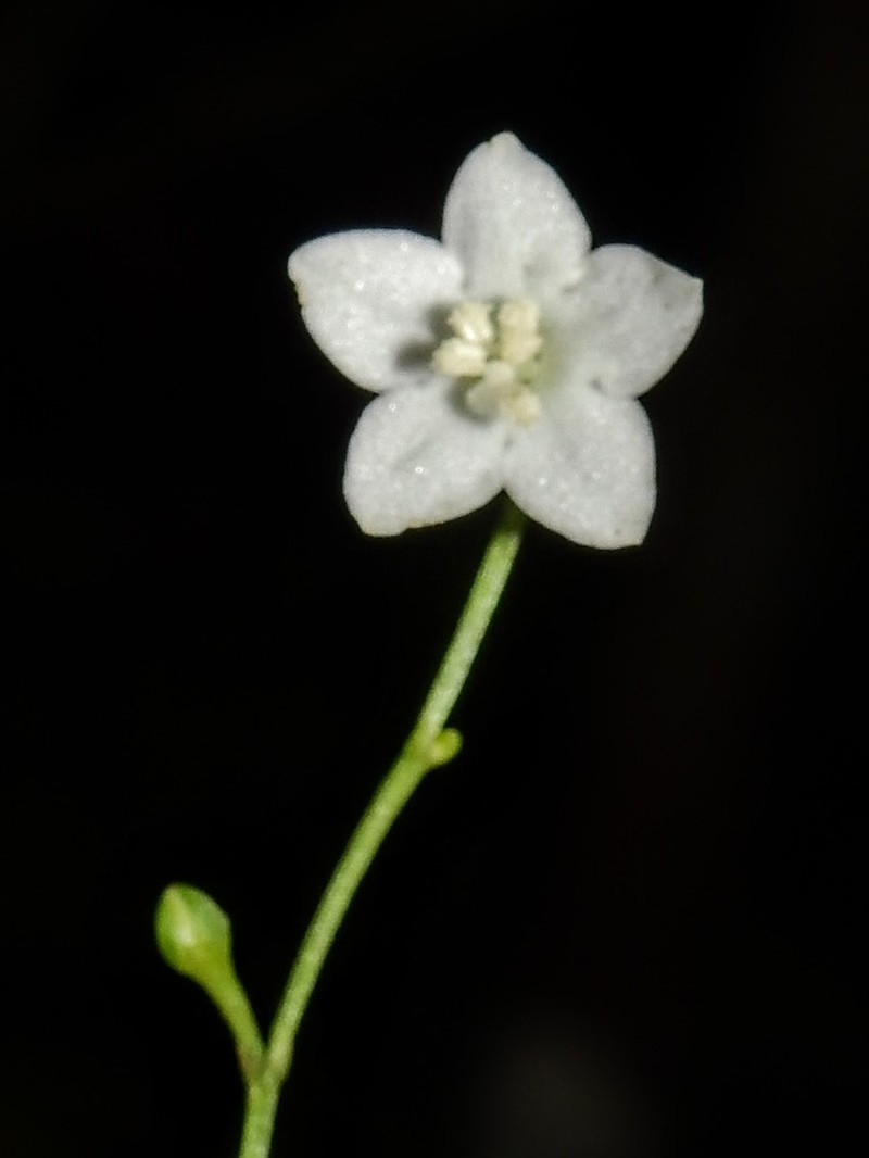 Irlbachia nemorosa photo 3