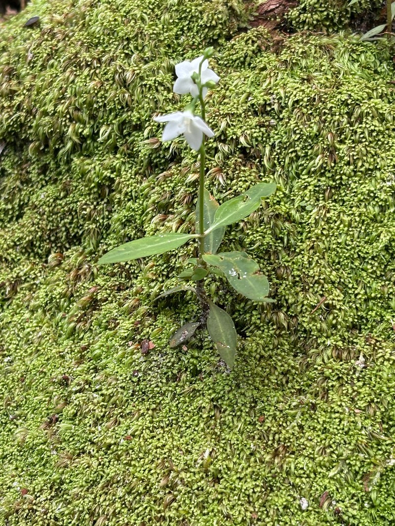 Irlbachia nemorosa photo 4