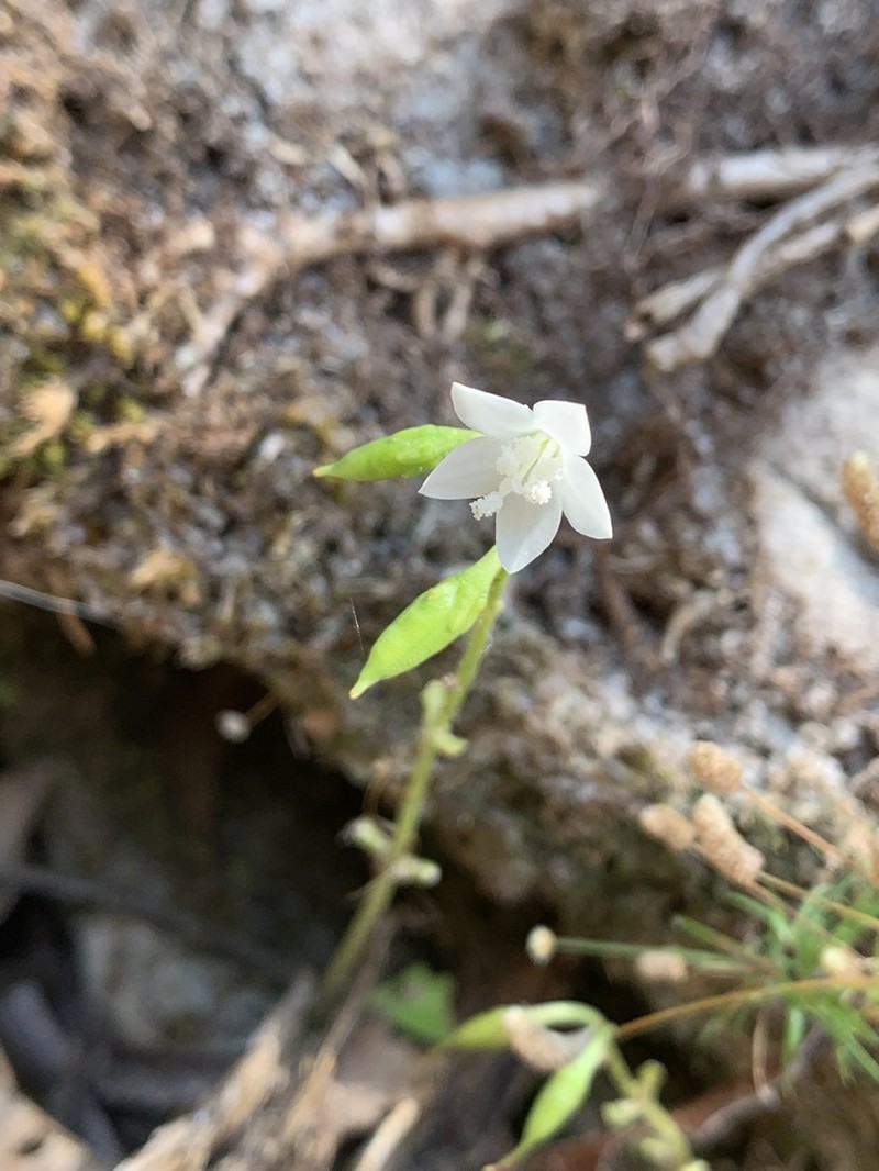 Irlbachia nemorosa photo 5