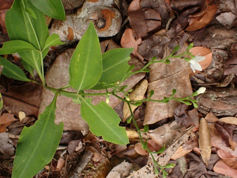 Irlbachia nemorosa photo 6