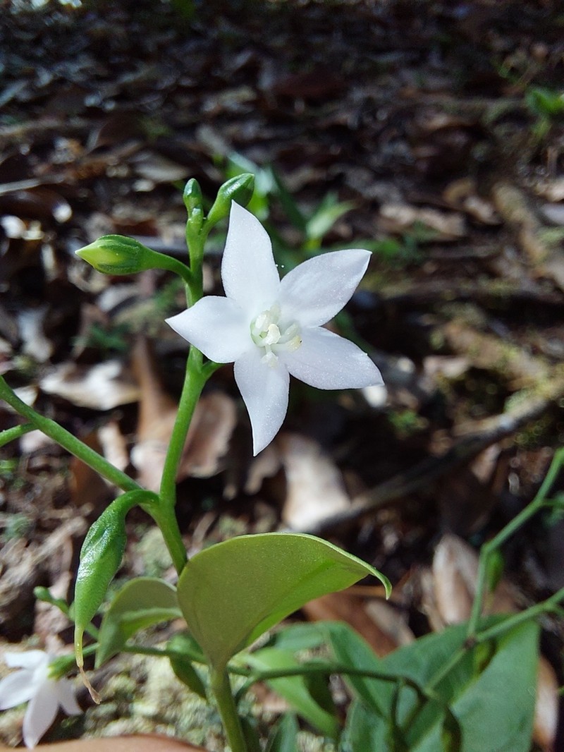 Irlbachia nemorosa photo 7