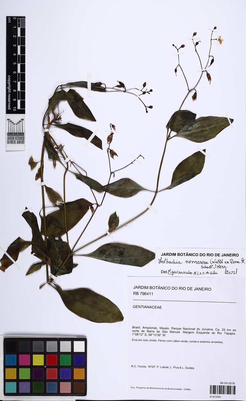 Irlbachia nemorosa photo 8