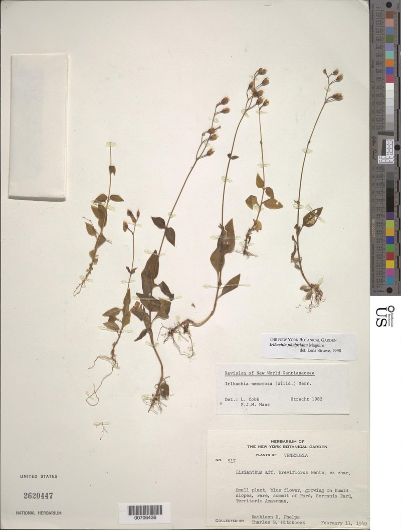 Irlbachia phelpsiana