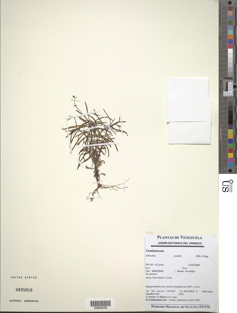 Irlbachia pumila