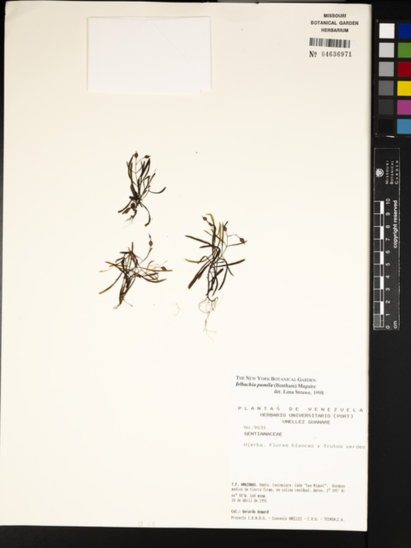 Irlbachia pumila photo 2