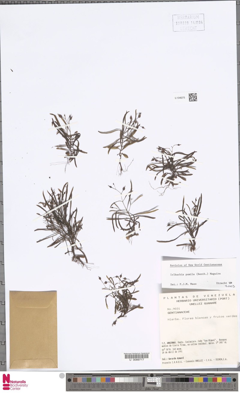 Irlbachia pumila photo 3