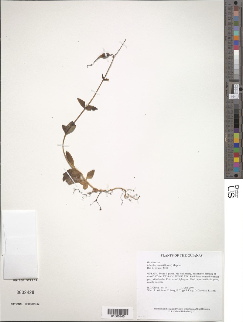 Irlbachia tatei
