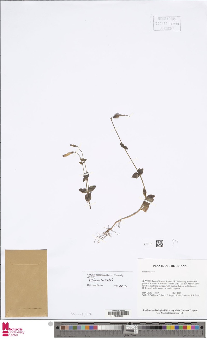 Irlbachia tatei photo 2
