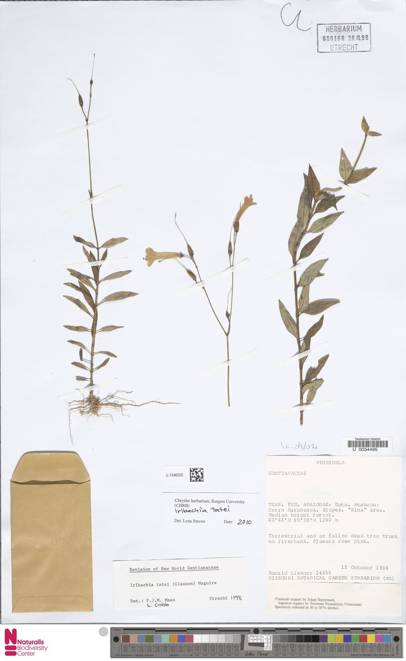 Irlbachia tatei photo 3