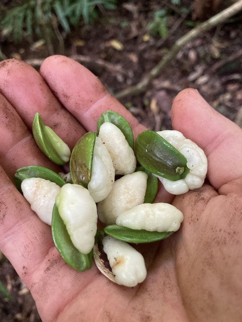 Irvingbaileya australis photo 2