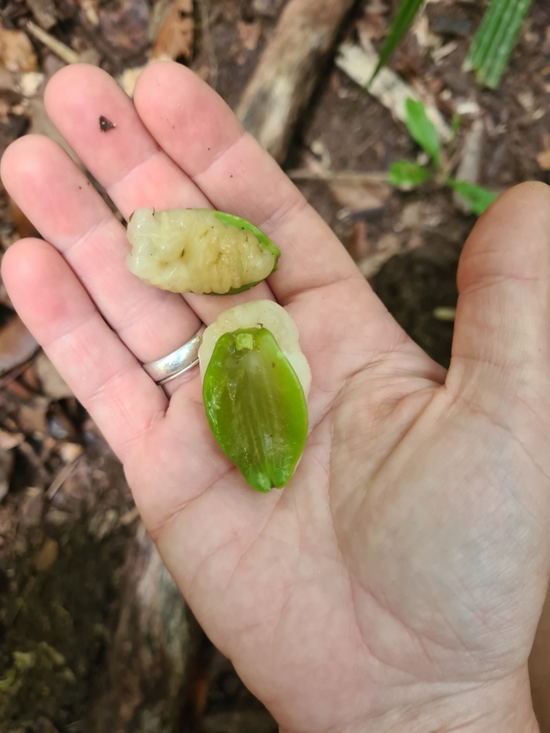 Irvingbaileya australis photo 4