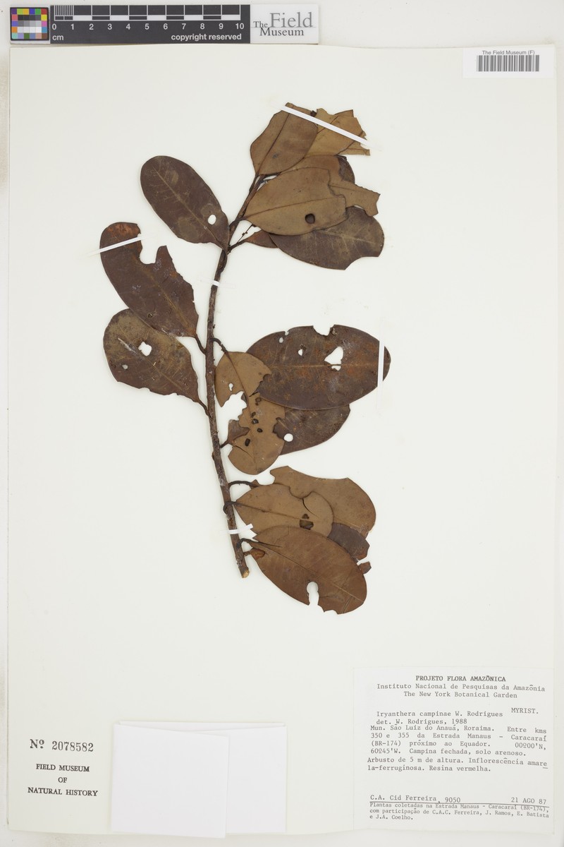 Iryanthera campinae