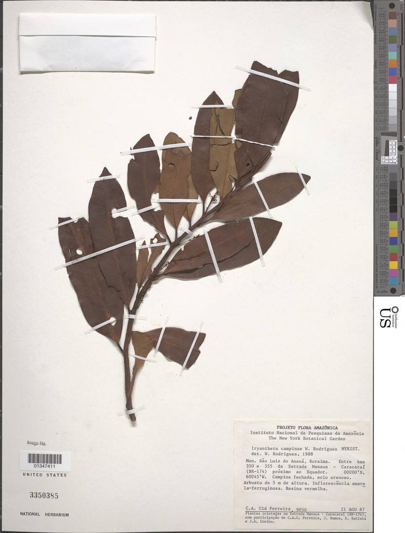 Iryanthera campinae photo 2