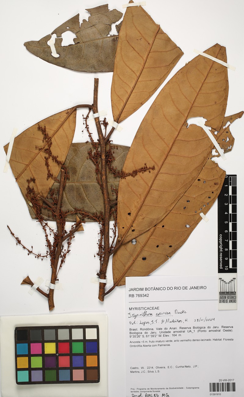 Iryanthera coriacea
